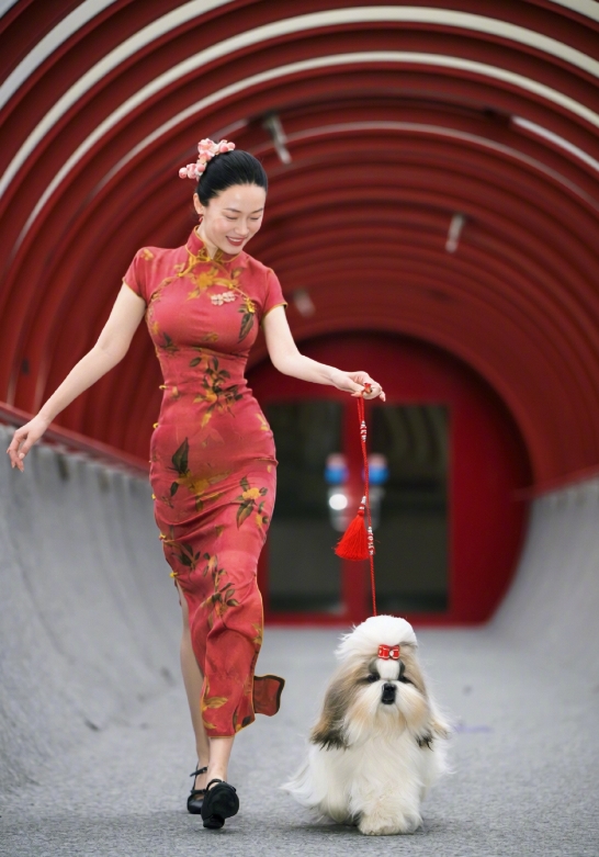 狗参加国际比赛还是第一次听说
霍思燕杜江家的中国原生西施犬
在布鲁塞尔惊艳了全场