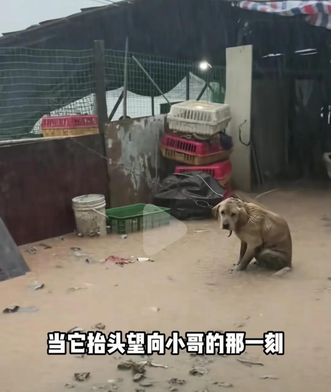 善良容易感染！外卖小哥见狗狗连续三天在外面淋雨，喊话老板无人应答，发到网上后，网
