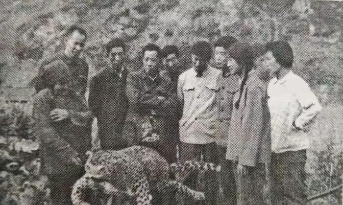 1982年6月5日，67岁的老太太齐德英带领侄媳等几人一同上山挖草药，突然，一道
