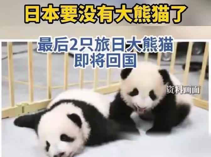 熊猫也是有国界的，也许最先从日本撤侨的是旅居日本的中国大熊猫，现在日本国内有2只