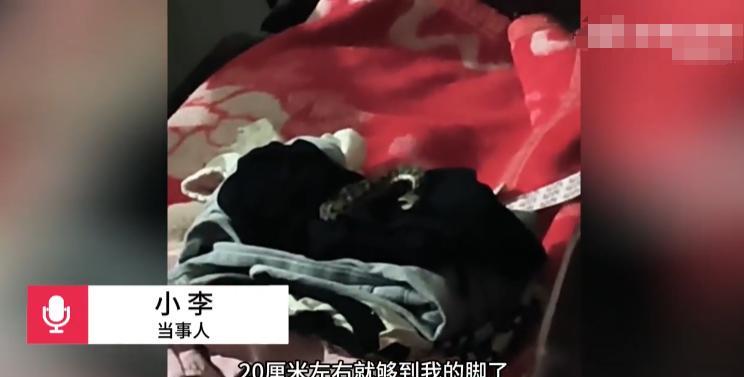 “上辈子积德了！”一名女子在半夜被父亲敲窗叫醒，等起身下床时，竟看到1米长的毒蛇