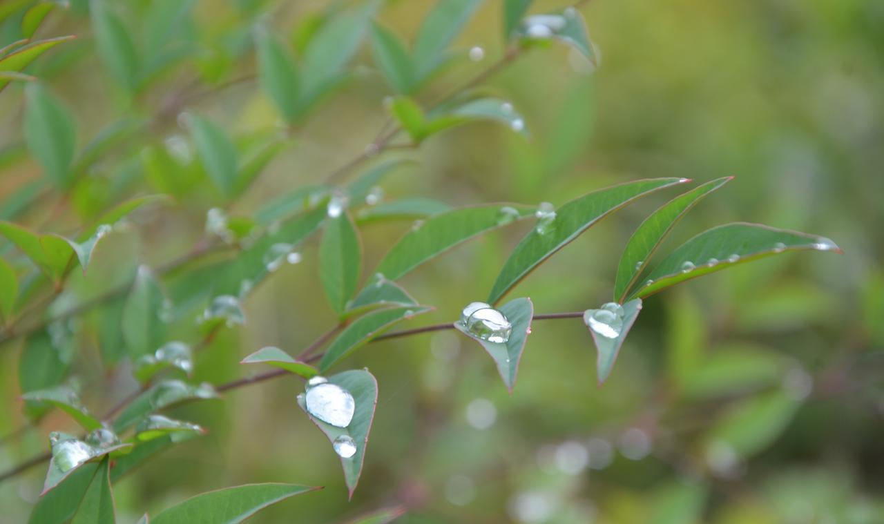 #秋日生活打卡季#秋分有雨，露珠温柔！