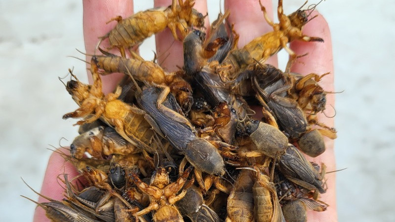 “逐渐消失”的5大“野味儿”河鲜，以前没人买，现在“有价无市”