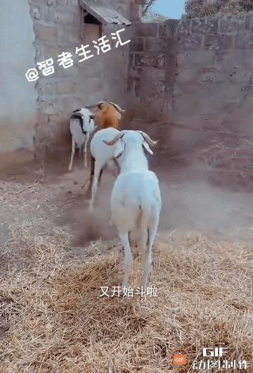 羊群：卧靠，没看出来啊，这小子是条汉子……