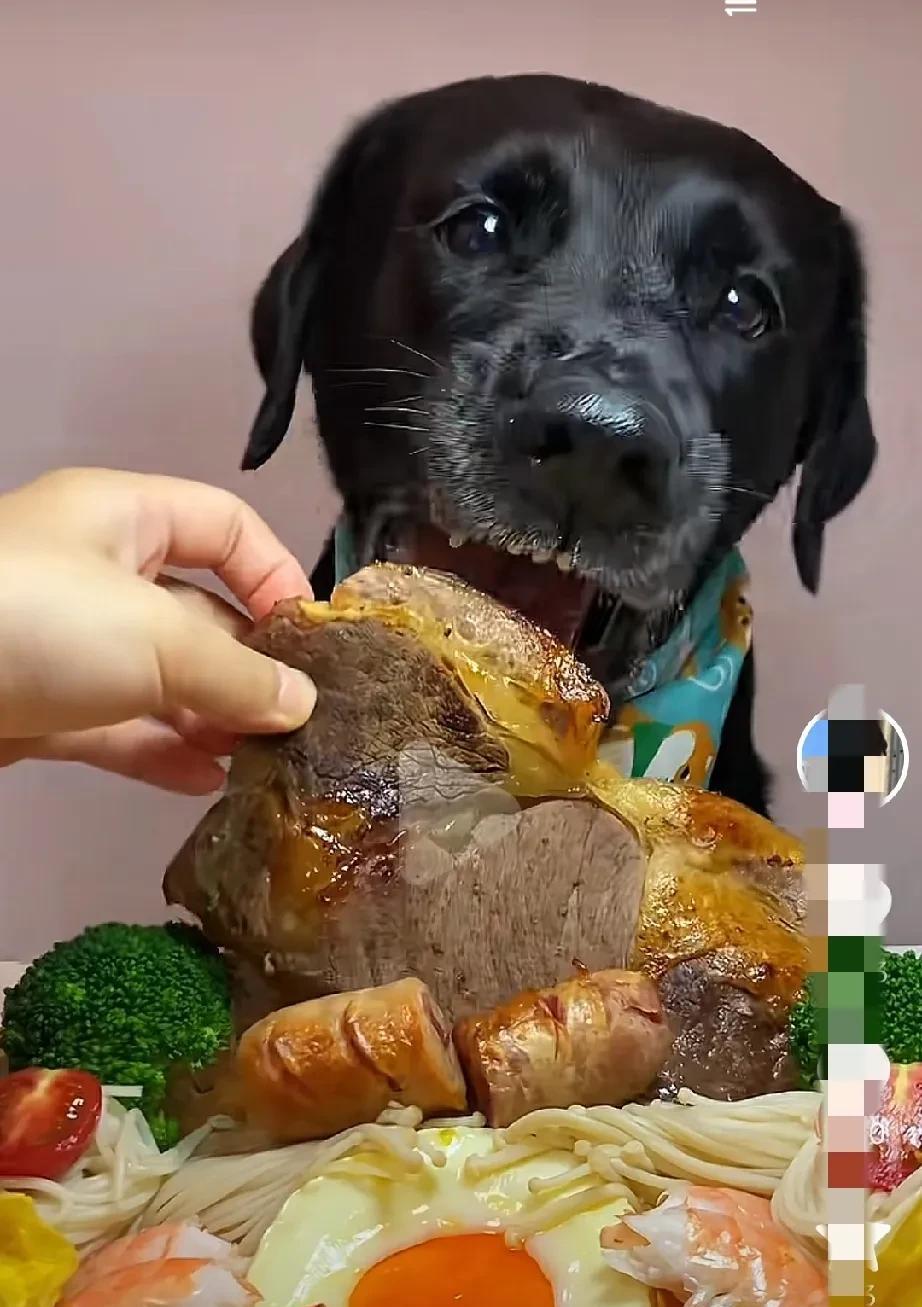 看看人家狗的伙食:肉、虾、烤肠、煎蛋、西兰花 ，说实话，别说普通人的狗，就是普通