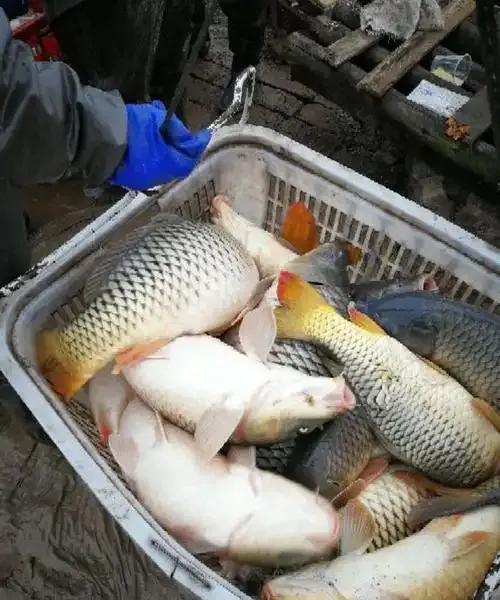 鲤鱼贵为“四大家鱼”之一，为啥却被南方人嫌弃？
别的地方我不知道，但在我们江西这
