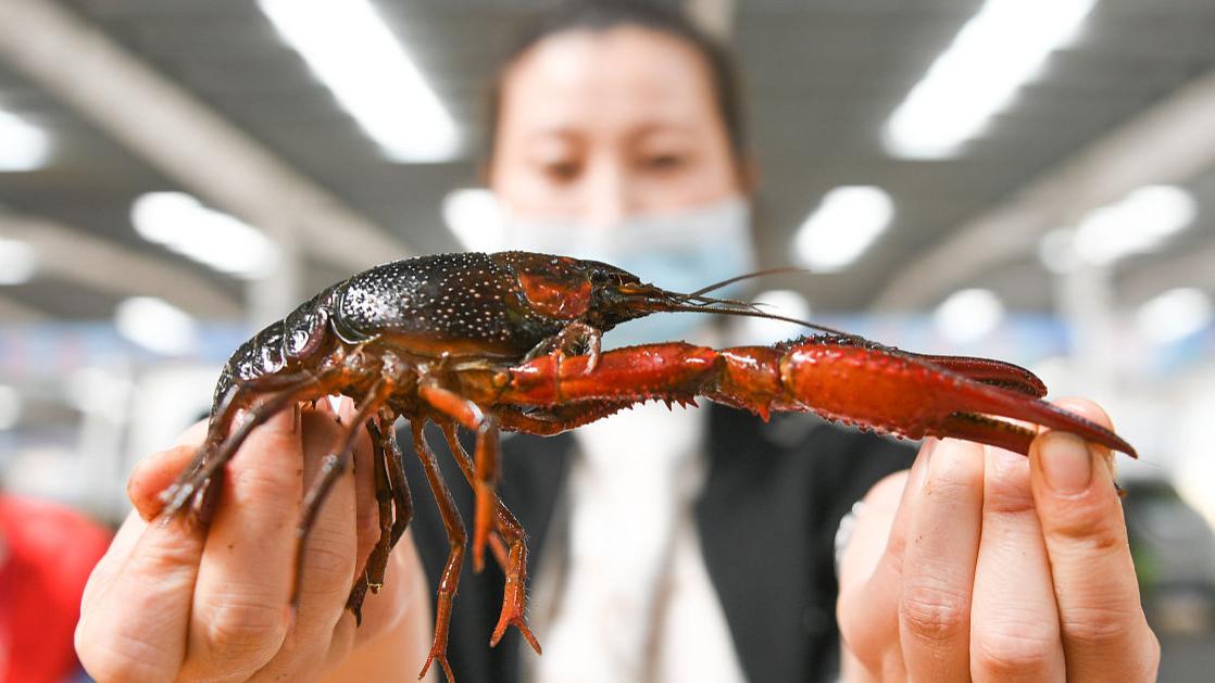 小龙虾价格暴降近50%：旺季遇冷，市场供需失衡引热议
