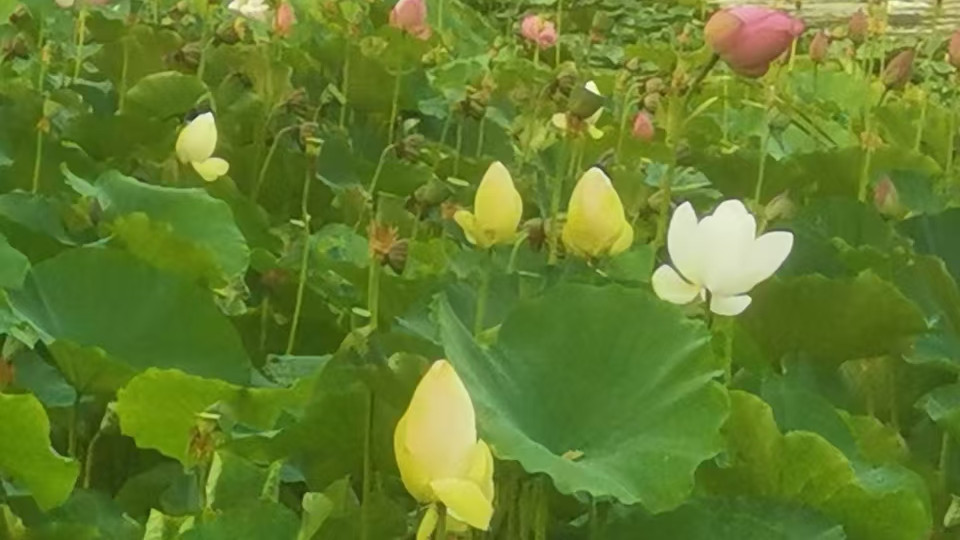 自从有了这样的情愫入住心底，心每一天都清喜