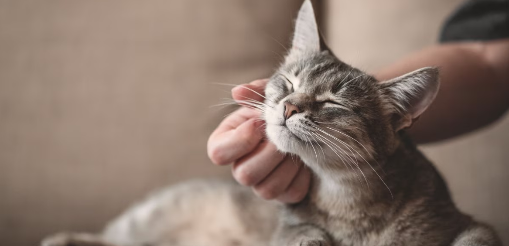 猫咪踩奶，是把我当妈妈了吗？