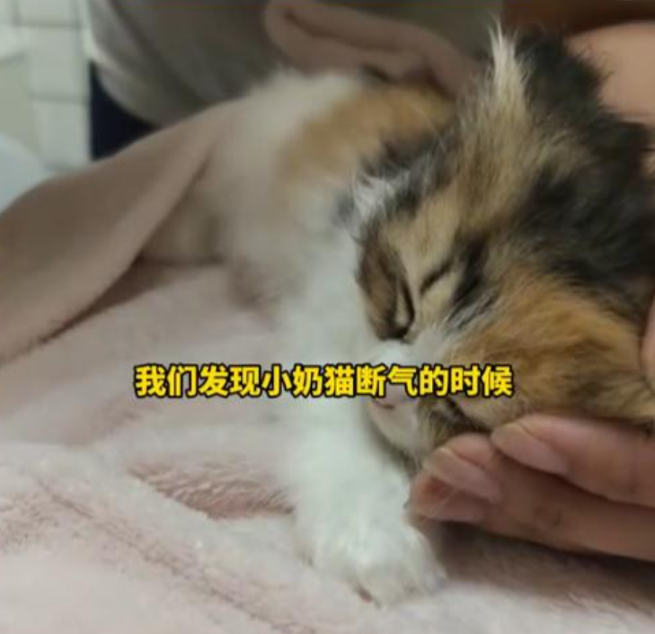 女子虐猫致4死续：身份曝光，店主上门，工作单位也跟着受牵连

地狱空荡荡，恶魔在