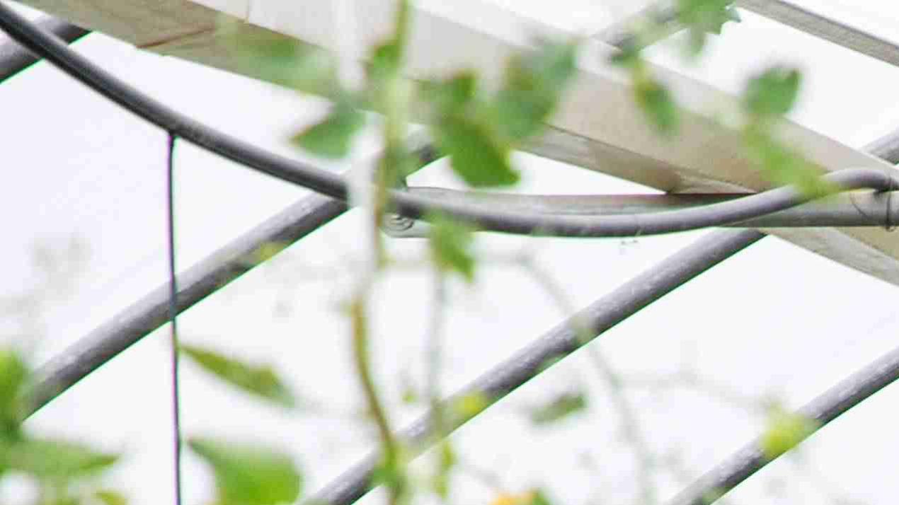 半年光照调控计划，王炸升级，阴雨连绵区域，大豆光照优化方案 (6)