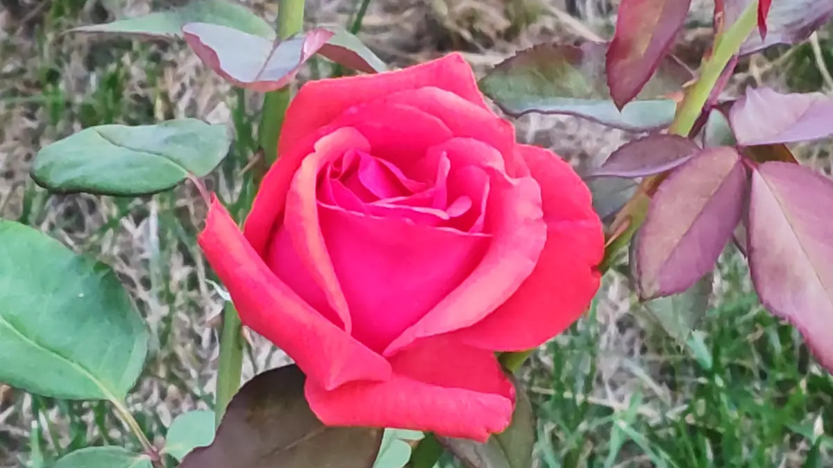 正视过去，珍惜当下，笑迎未来