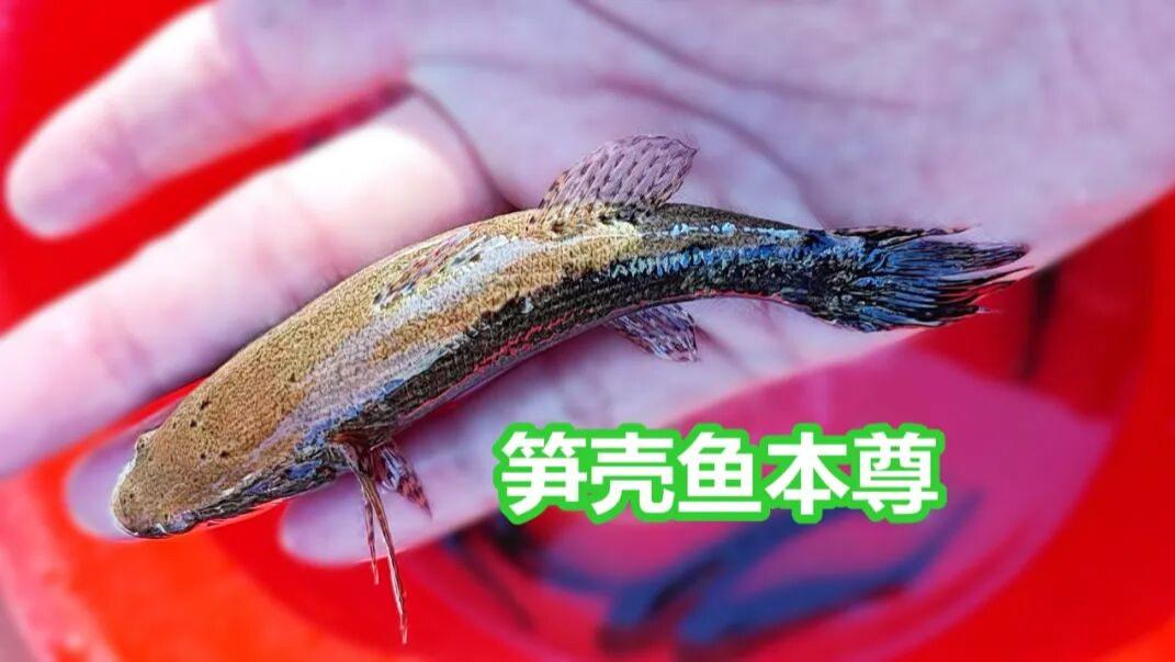 广州三种笋壳鱼：原产塘鳢、外来尖塘鳢、舌虾虎