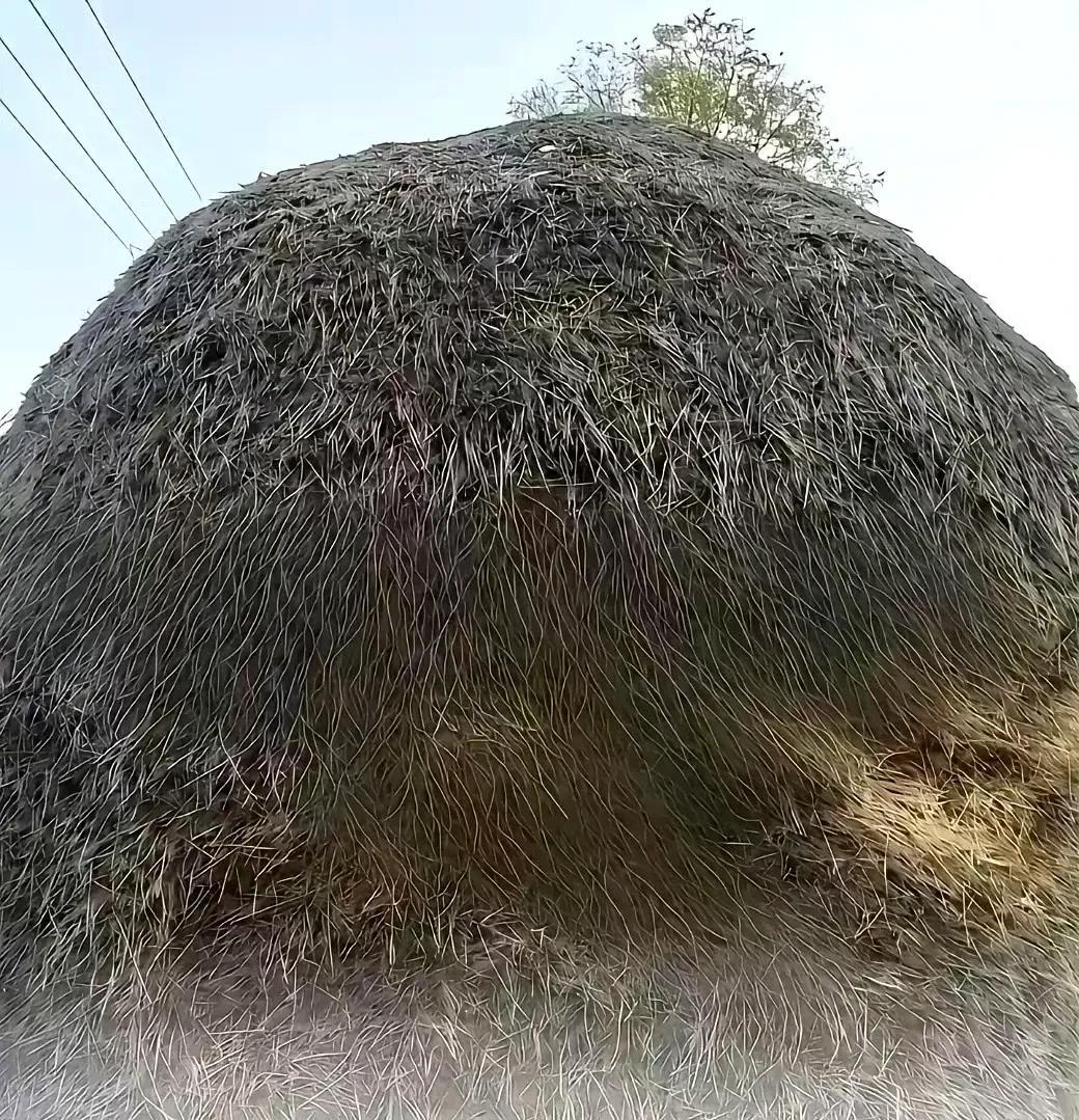 麦秸垛有多少地方这样称呼？小的时候都爬过吧！