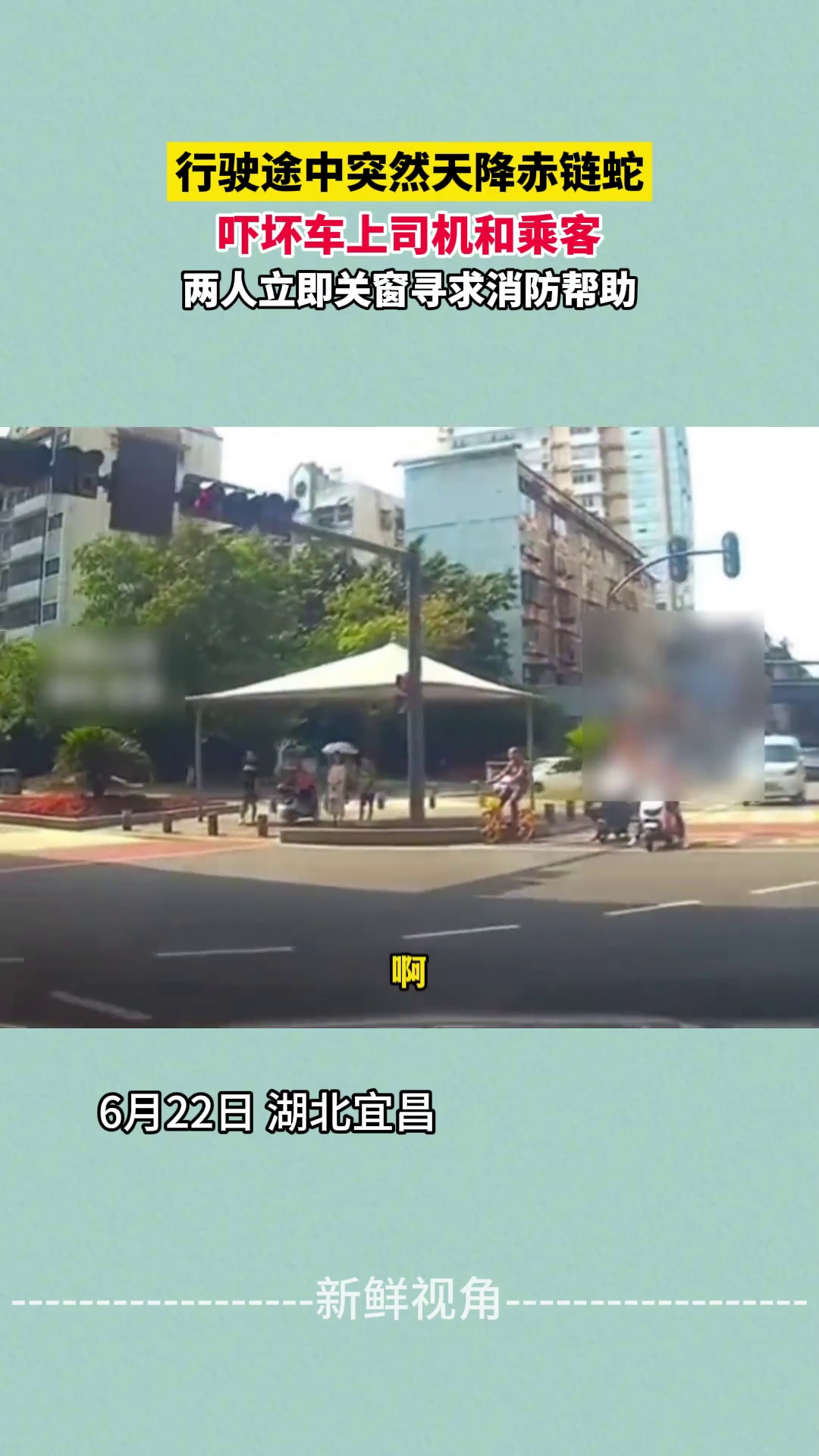 行驶途中突然天降赤链蛇 吓坏车上司机和乘客