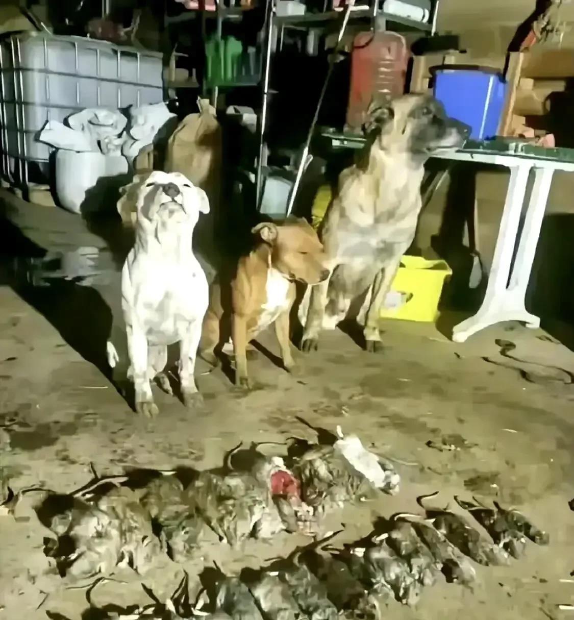 看狗子神情就知道，它们骄傲了。