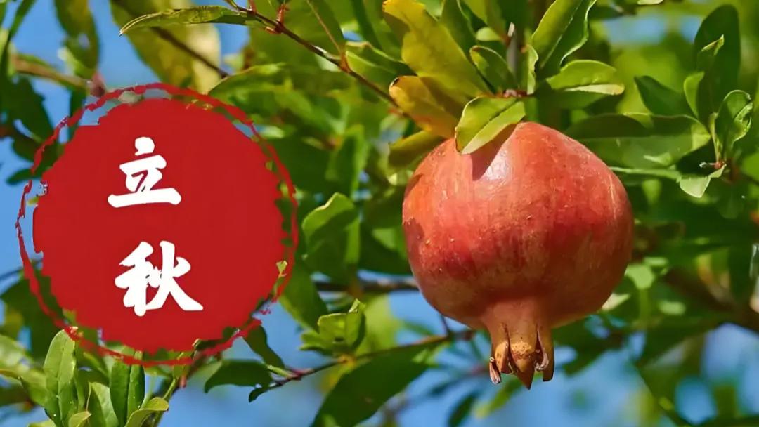 河南终于迎来一场雨，可看到立秋，我开始担心秋老虎的威力了！