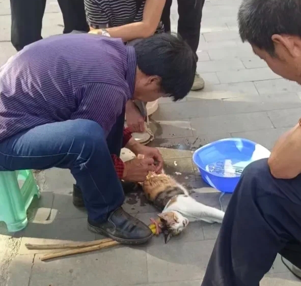 街头无麻绝育三花猫！大叔脚踩猫身操刀引争议：80 元绝育费省了，猫狗的疼谁懂？