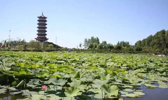夏到入伏烈日炎，
炙闷酷燥难适然；
羽扇怎解热露飞，
池塘舞莲蝉歌伴。