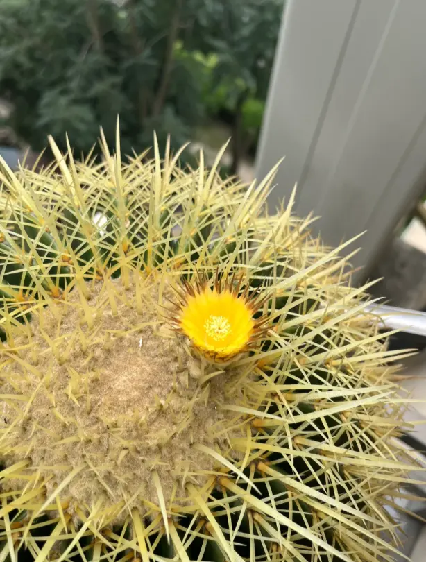 金虎仙人球，养了20年，比足球还要大！根本养不死！