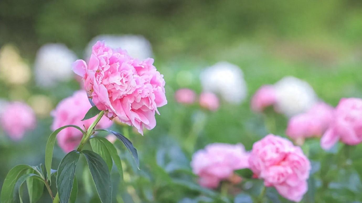 上海辰山植物园：芍药花海梦幻降临