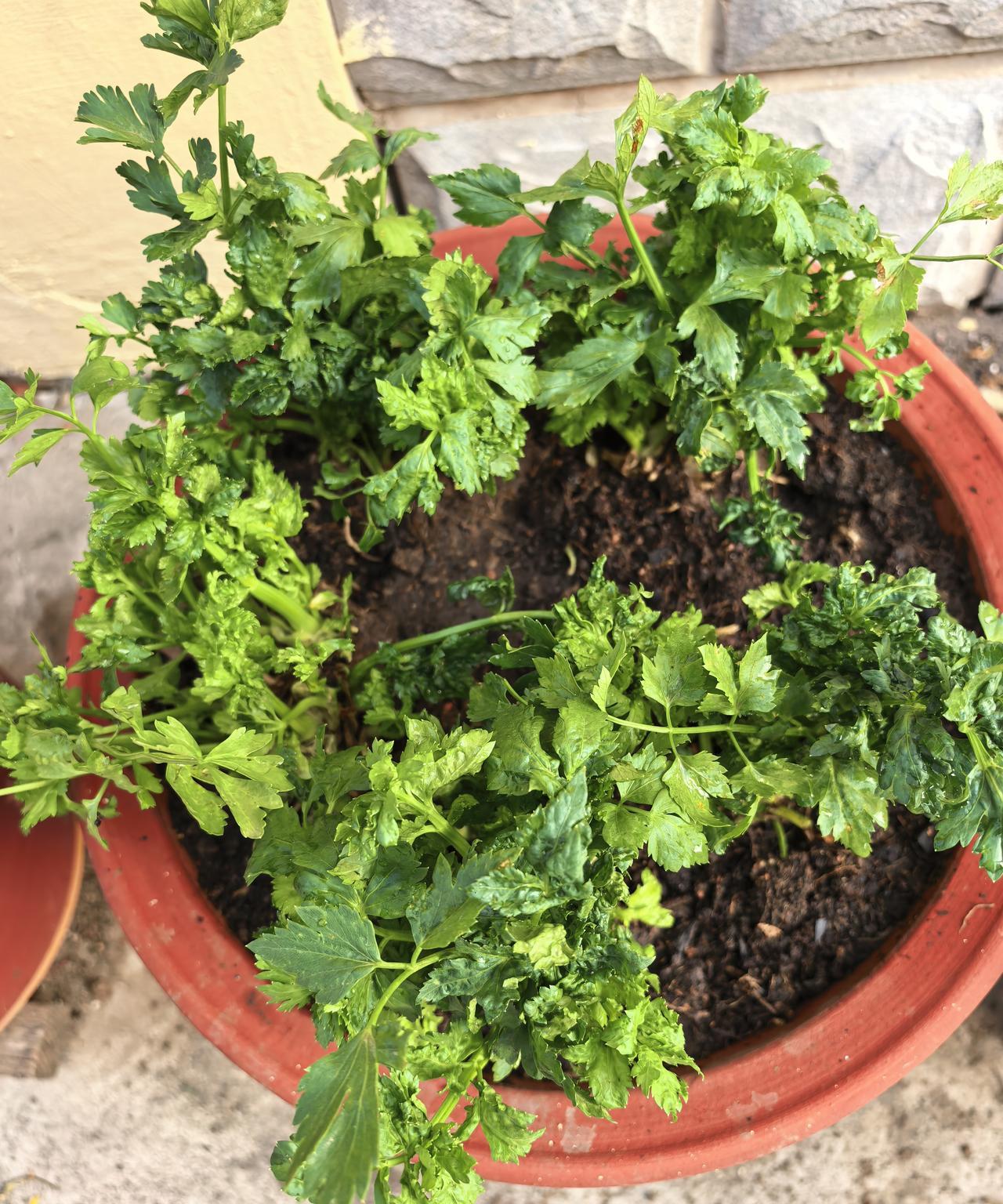 好像活了！盆栽的5棵芹菜根，已经是第3天了，早晨为它补水，用剪刀修剪残根老叶，观
