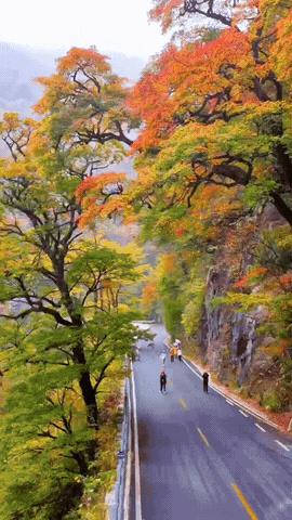 万山红遍，层林尽染。看着这五彩斑斓的树叶，就像喝了千年的女儿红一样，让人的身心都