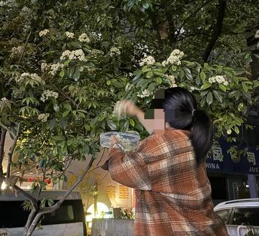 晚上带闺女出去散步，看到有人在摘石楠花，闺女问我：妈妈，这么臭的花摘了干嘛用？摘