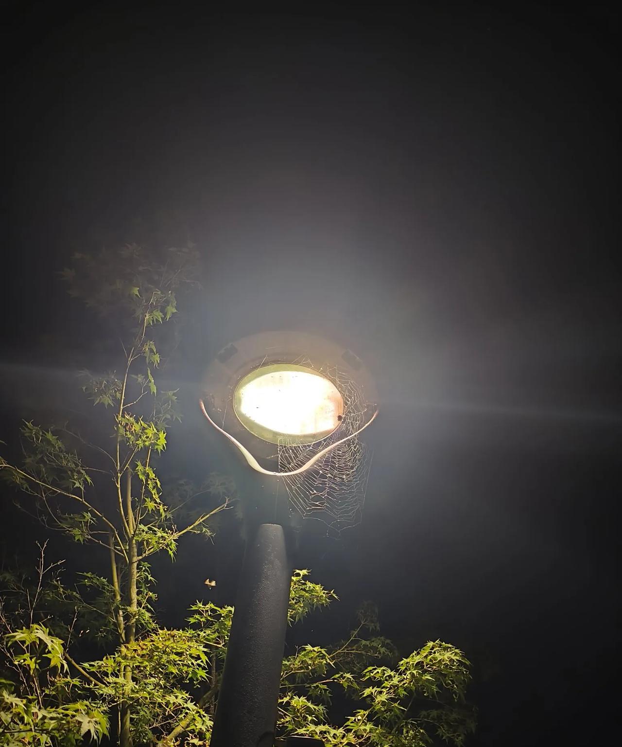 夜晚，一片漆黑，一盏孤独的路灯，一只孤独的狩猎者。
围着灯光，有很多的向光者，飞