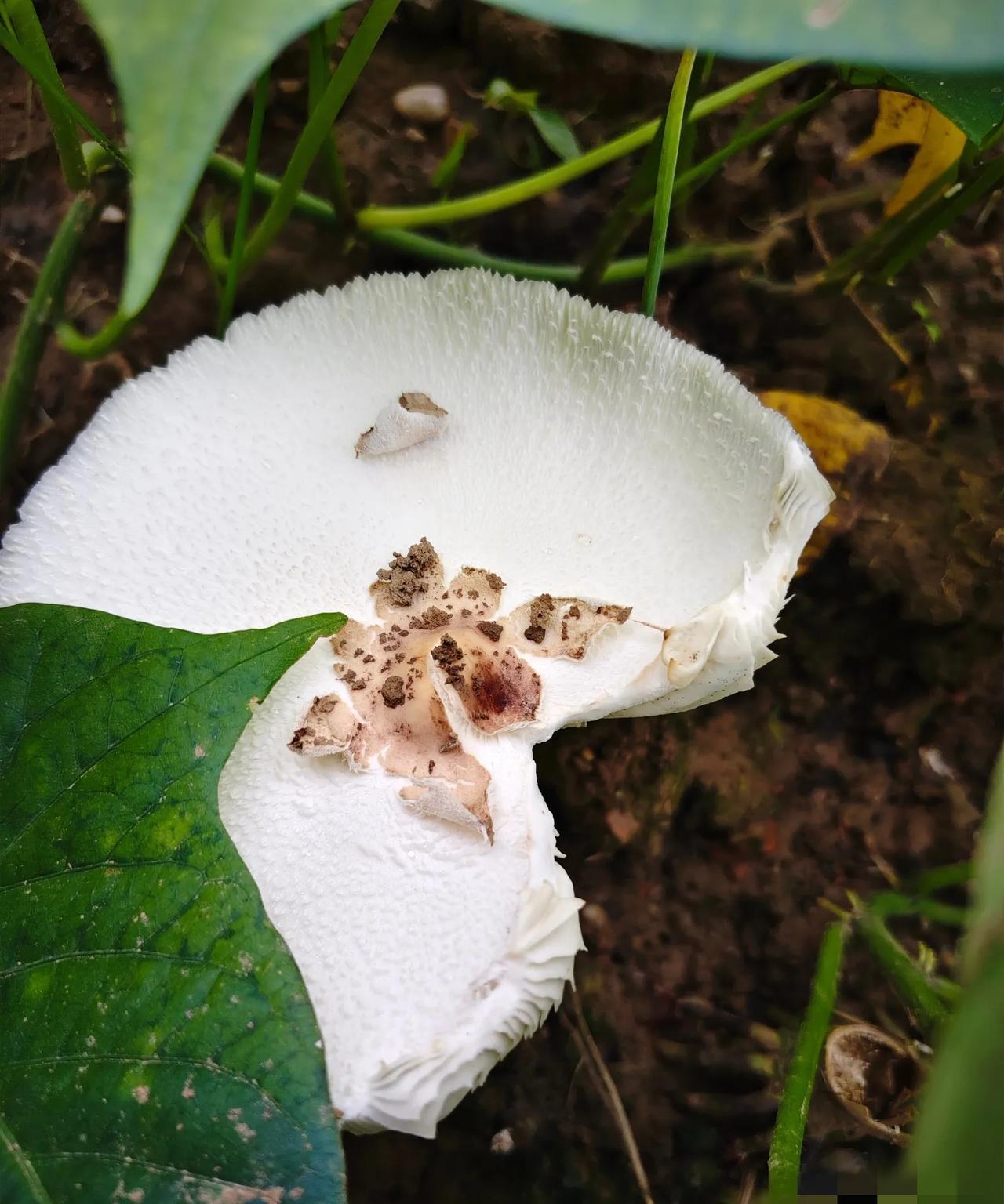 雨后林间的小惊喜
能不能吃？在线等。