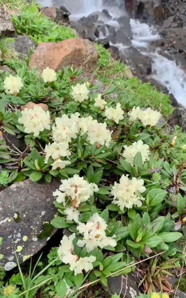 #分享一张最近随手拍的照片#长白山上杜鹃花！