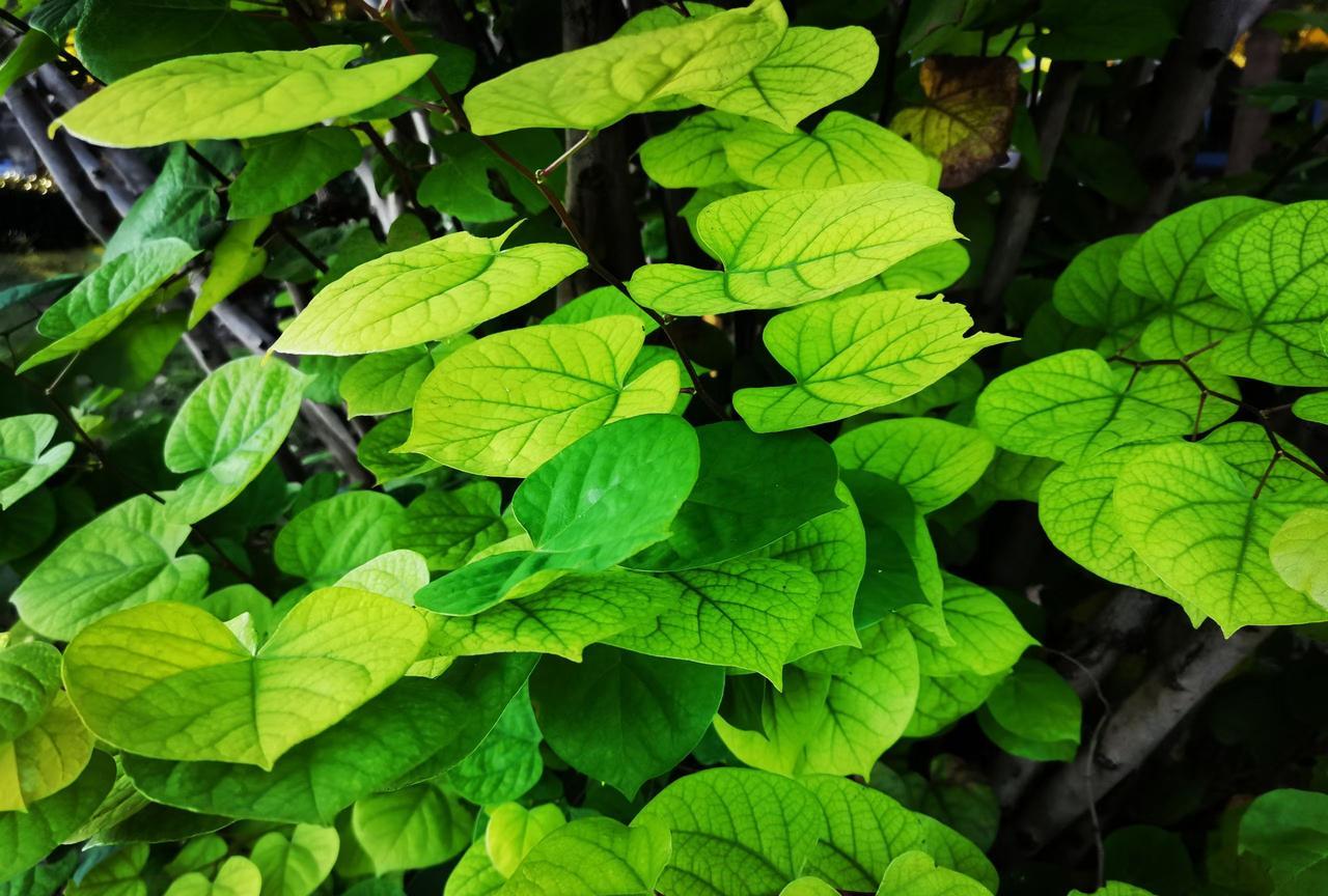 菲律宾的船举白旗了，你这种小丑来干嘛，这里都是自然保护区了，你还想来找水挨喷么？