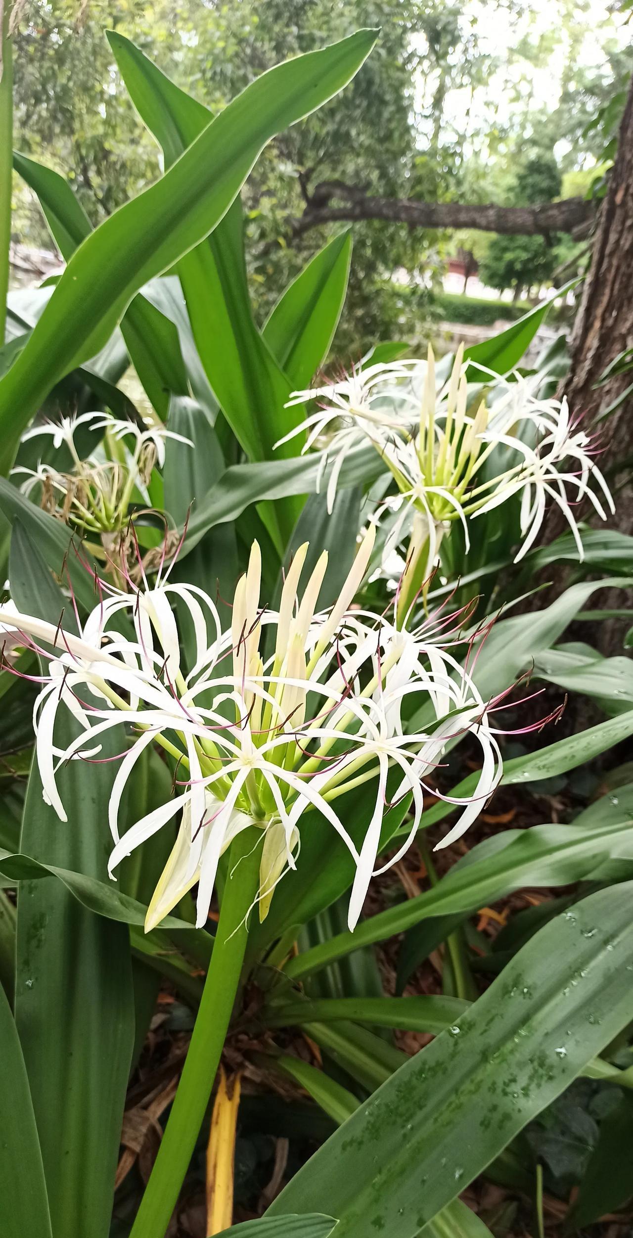 上联:琼花玉果盈盛夏
下联:？
