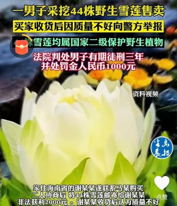 “长记性了！”新疆，一男子上山采蘑菇，意外发现一片野生雪莲，他一口气把44株全给
