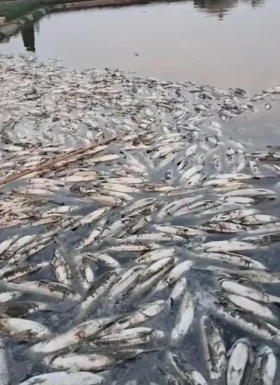 表哥银行贷款8万搞水产养殖，头回遇上高温天气，赔得只剩下裤衩！
周末回农村，天气