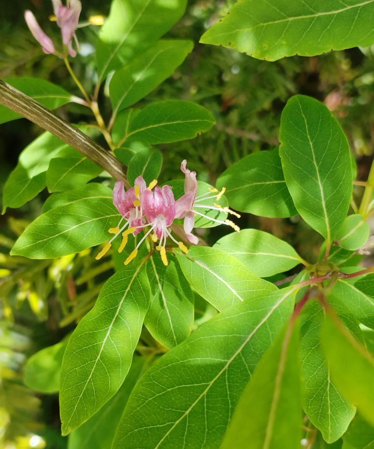 #随手拍的花分享#九寨沟原始森林拍摄的小花