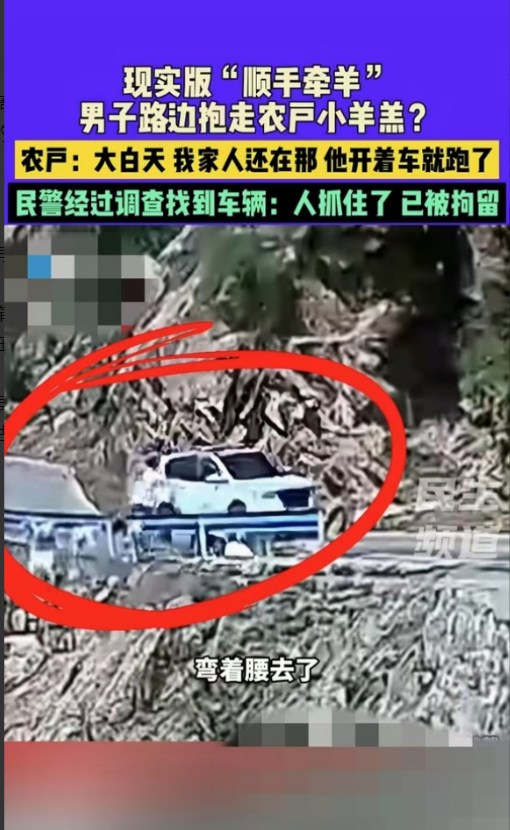 河南济源，一名男子开车看到路上有羊群，

下车抓了一只小羊羔塞进车里，

羊的主