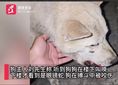 好狗！为救主人挡毒蛇被咬伤

6月7号，江西赣州，刘先生差点摊上大事儿！他家院子