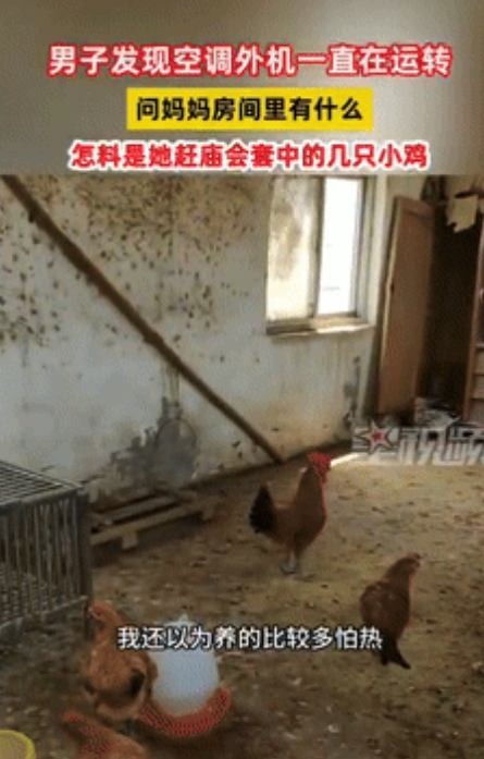 有钱就是任性！”安徽，一女子为自家养的4只小鸡开了空调、吹着风扇，还让它们独享一