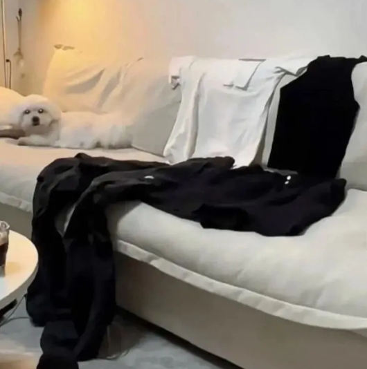狗狗：她俩到底干嘛？狗狗：她俩到底干嘛？