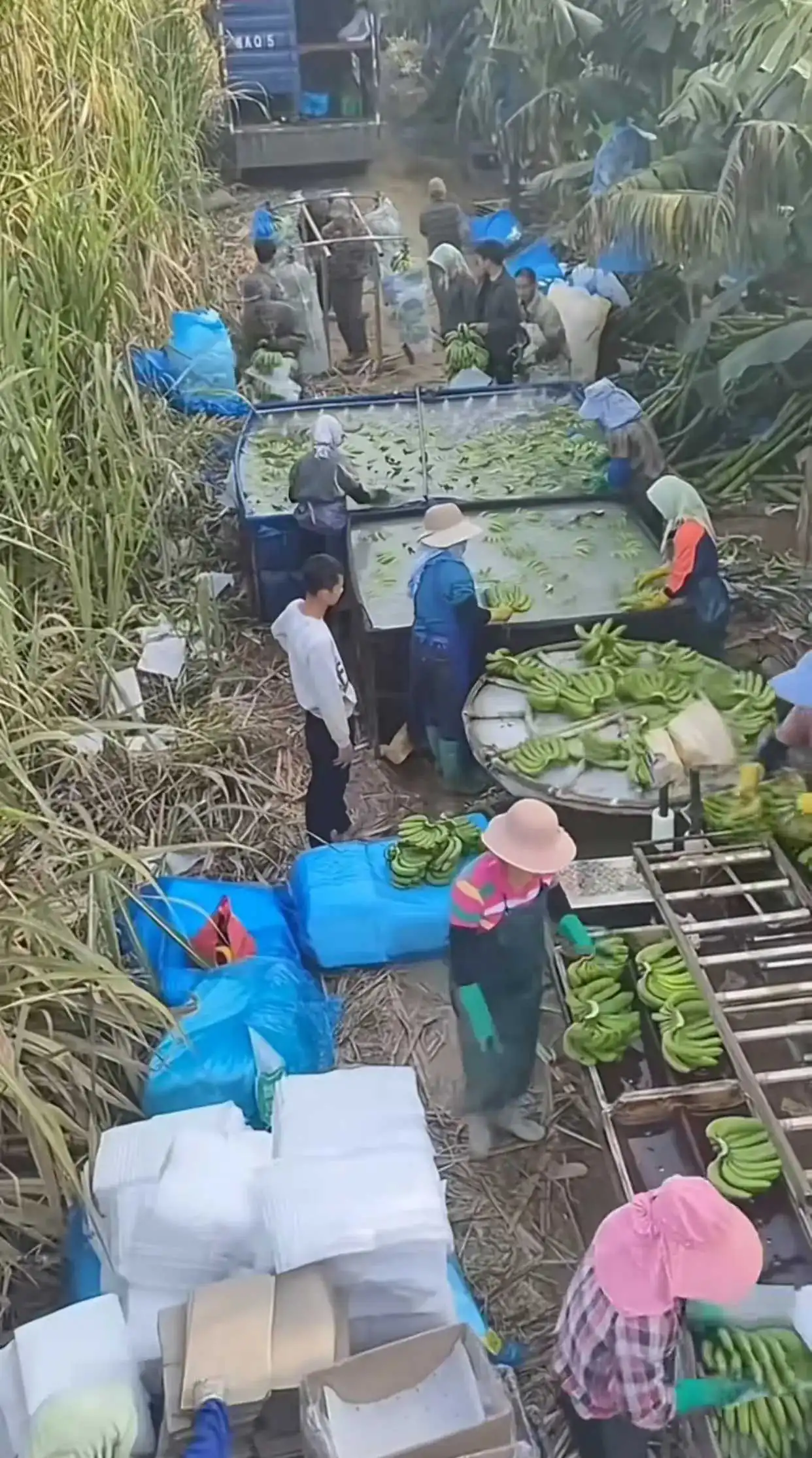 这是发货地，泡的保鲜剂和杀菌剂。
