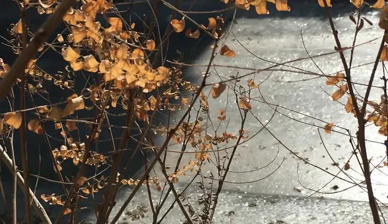 掀桌了，都别唱了
最近的年轮事件，又席卷了娱乐圈，可以说被旺仔小乔带翻全场[狗