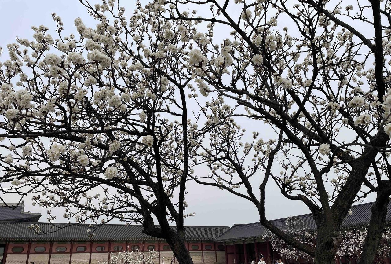 Day746：抄录黄石公《素书》第一章-把握好进退的时机和尺度
2025-9-1