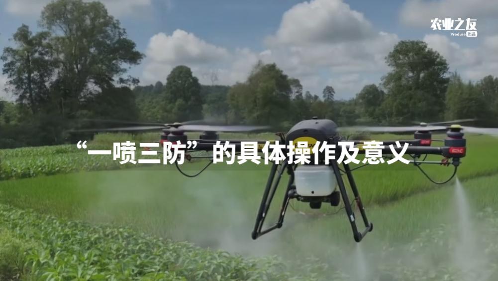 “一喷三防”的具体操作及意义