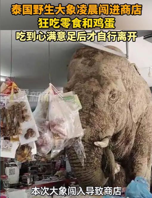 “防不胜防！”6月2日，泰国，一超市老板在店里休息，远远的看见一个大块头走来！原