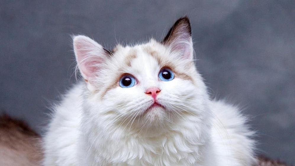 猫粮牌子推荐：猫咪吃什么牌子猫粮好？实测猫粮排行榜TOP5产品