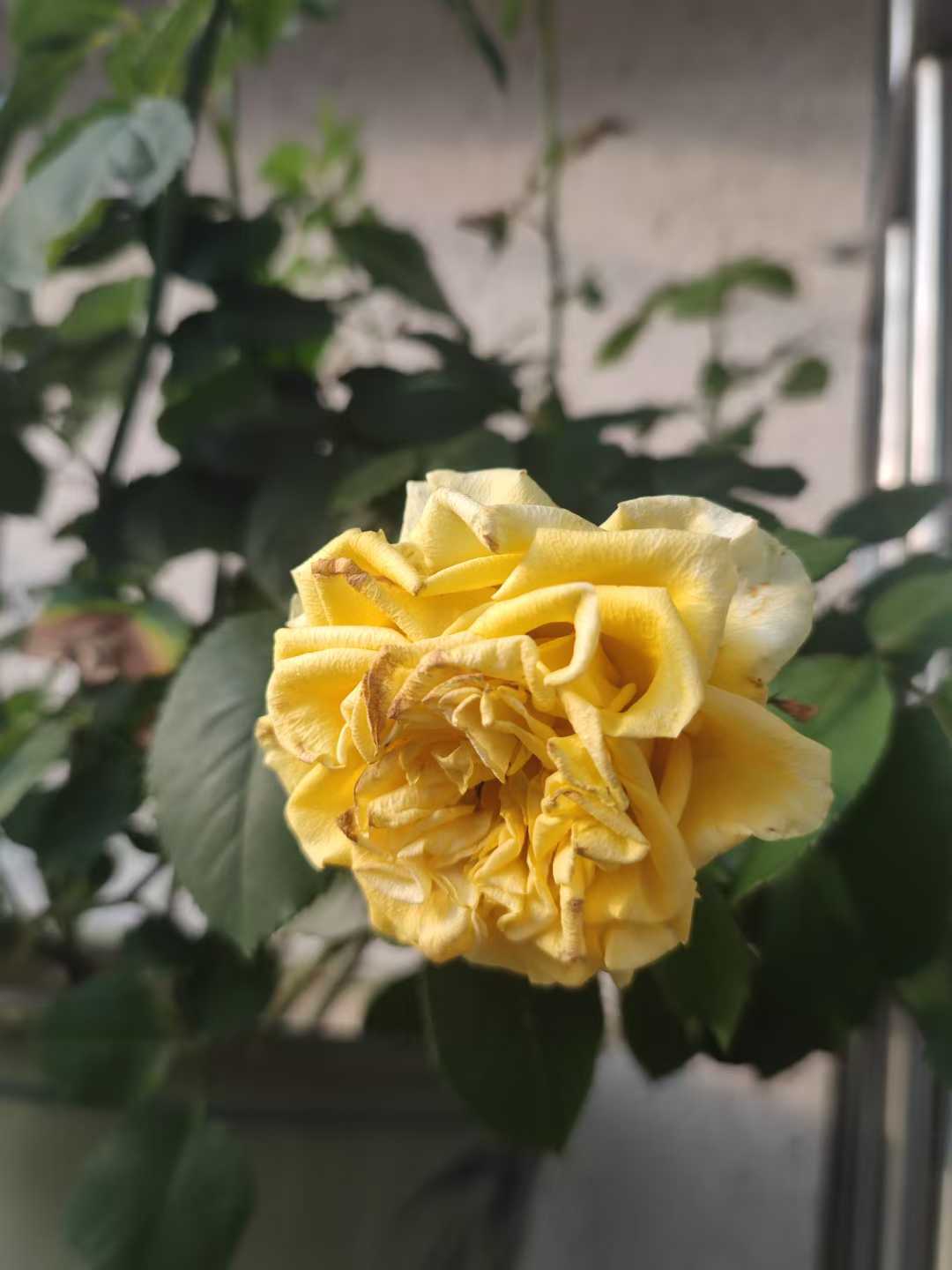 真正会上班的人都是带薪养生