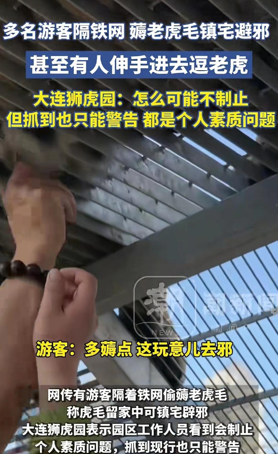 近日，辽宁大连辽宁大连狮虎园出现多起游客隔铁网薅老虎毛事件，引发社会关注。6月7