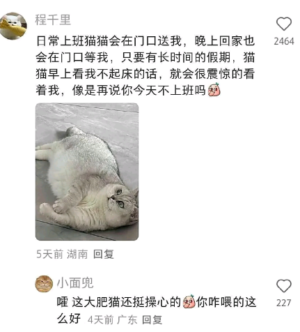 这大肥猫还挺操心的