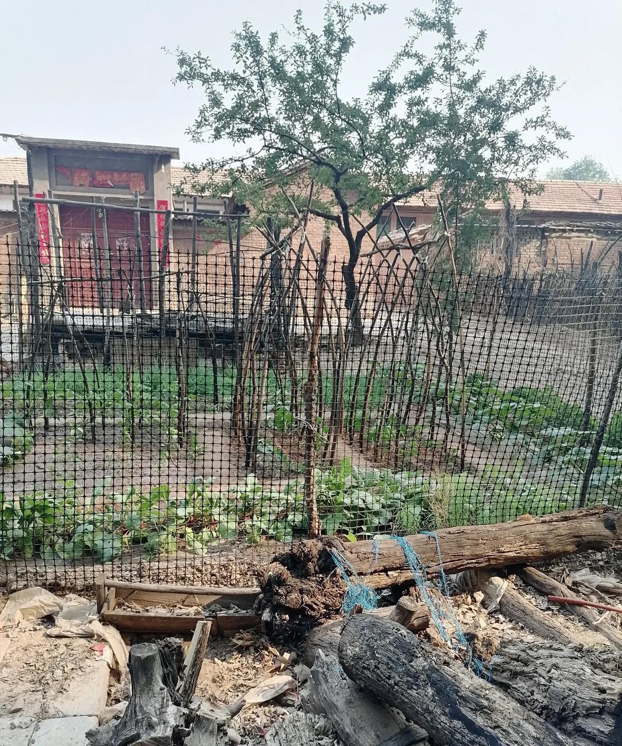 家有小菜园，
就应这么栽。
东西西葫芦，
南北绿叶菜。
通风又对称，
看着挺顺眼